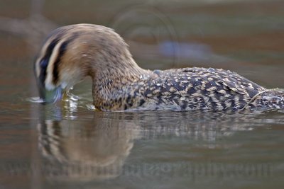 _MG_4453 Masked Duck.jpg