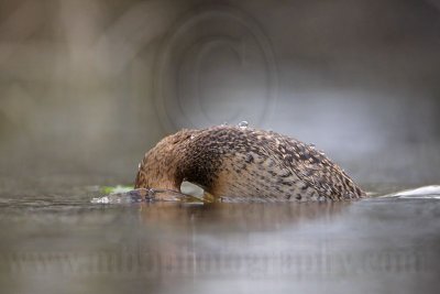 _MG_4655 Masked Duck.jpg