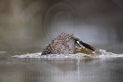 _MG_4656 Masked Duck.jpg