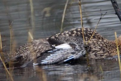 _MG_0319crop Masked Duck.jpg