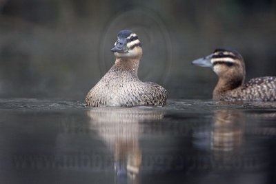 _MG_0898 Masked Duck.jpg