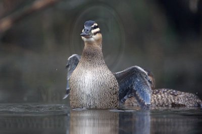 _MG_0903 Masked Duck.jpg