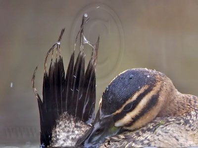 Masked Duck: Molt: Tail