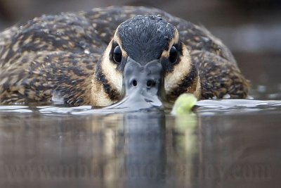 _MG_1865crop Masked Duck.jpg