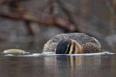 _MG_1869 Masked Duck.jpg