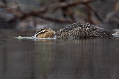 _MG_1881 Masked Duck.jpg