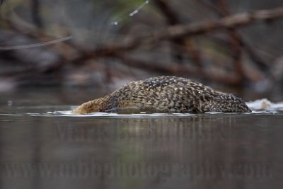 _MG_1885 Masked Duck.jpg