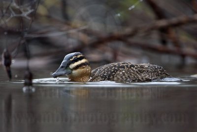 _MG_1886 Masked Duck.jpg