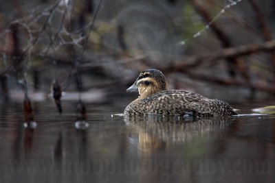 _MG_1900 Masked Duck.jpg