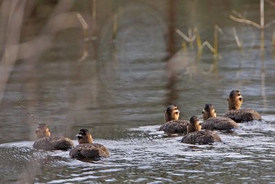 _MG_4044 Masked Duck.jpg