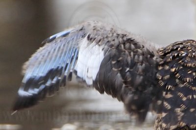 Masked Duck: Molt: Wings