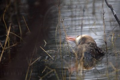 _MG_0226 Masked Duck.jpg