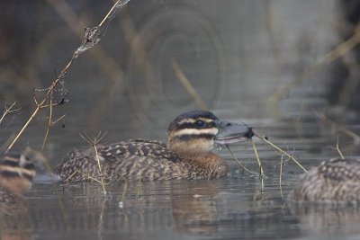 _MG_0457 Masked Duck.jpg