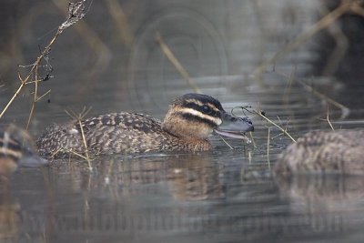 _MG_0459 Masked Duck.jpg