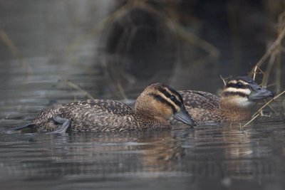 _MG_0470 Masked Duck.jpg