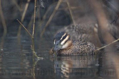 _MG_0495 Masked Duck.jpg