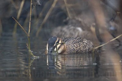 _MG_0496 Masked Duck.jpg