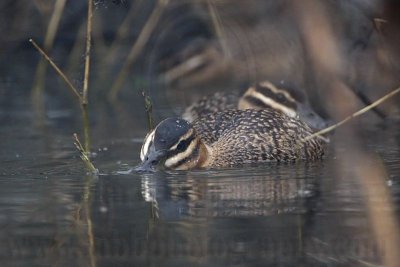 _MG_0502 Masked Duck.jpg