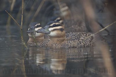 _MG_0508 Masked Duck.jpg