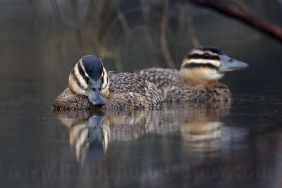 _MG_1409 Masked Duck.jpg