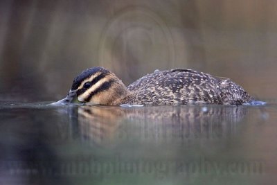 _MG_1471 Masked Duck.jpg