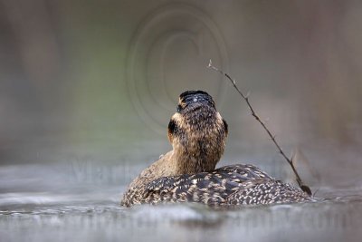 _MG_2540 Masked Duck.jpg