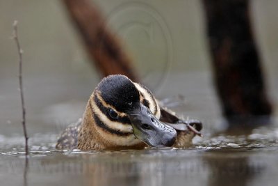 _MG_2714 Masked Duck.jpg