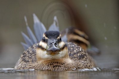 _MG_2821 Masked Duck.jpg