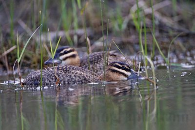 _MG_4332 Masked Duck.jpg