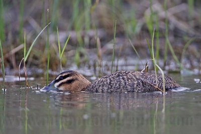 _MG_4334 Masked Duck.jpg