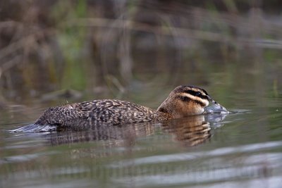 _MG_4364 Masked Duck.jpg