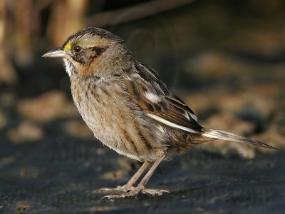 _MG_7210 Leucistic Seaside Sparrow.jpg