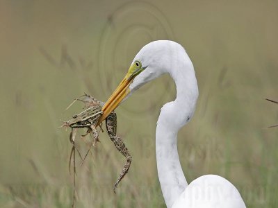 _MG_4739 Great Egret.jpg