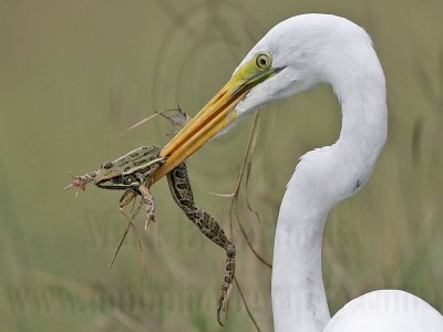 _MG_4741 Great Egret.jpg