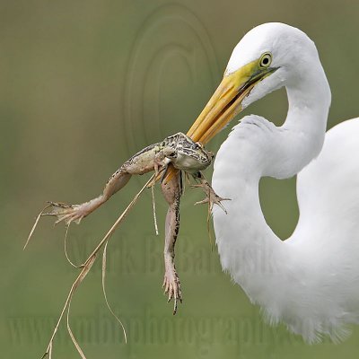 _MG_4761 Great Egret.jpg