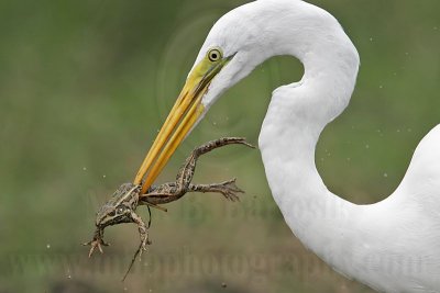 _MG_4771 Great Egret.jpg