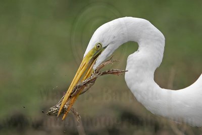 _MG_4781 Great Egret.jpg