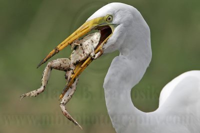 _MG_4821 Great Egret.jpg