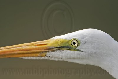 _MG_5587 Great Egret.jpg