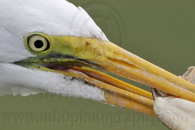 _MG_6804crop Great Egret.jpg