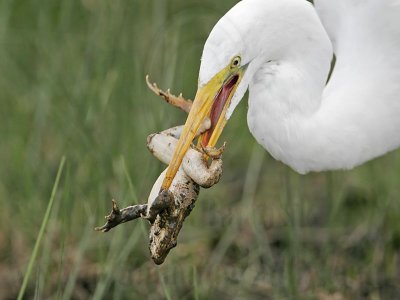 _MG_6883 Great Egret.jpg