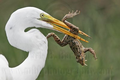 _MG_6916 Great Egret.jpg