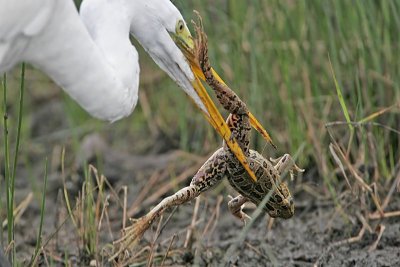 _MG_6950 Great Egret.jpg