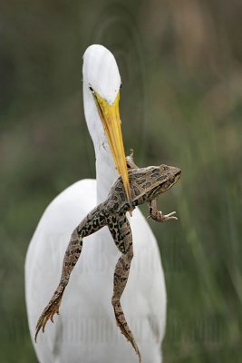 _MG_6994 Great Egret.jpg