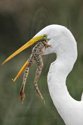 _MG_7038 Great Egret.jpg