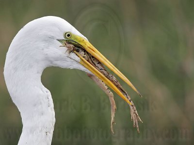 _MG_7070 Great Egret.jpg