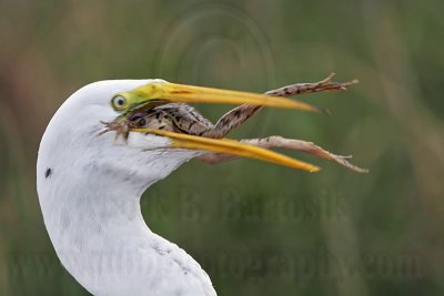 _MG_7075 Great Egret.jpg