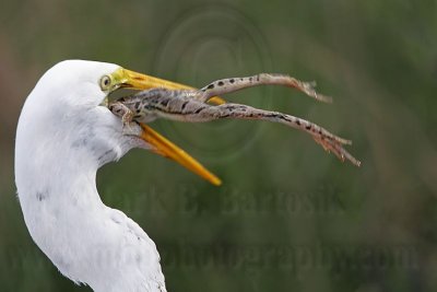 _MG_7092 Great Egret.jpg