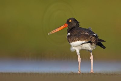 _MG_8999 American Oystercatcher.jpg