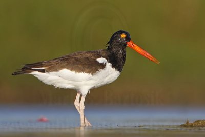 _MG_9011 American Oystercatcher.jpg